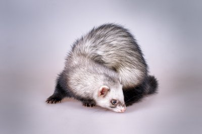 sable ferret