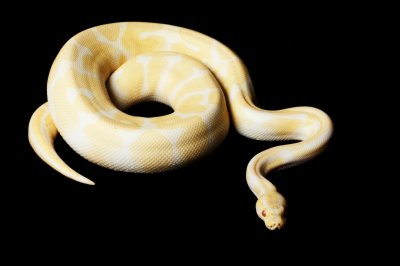 albino ball python