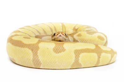 banana ball python