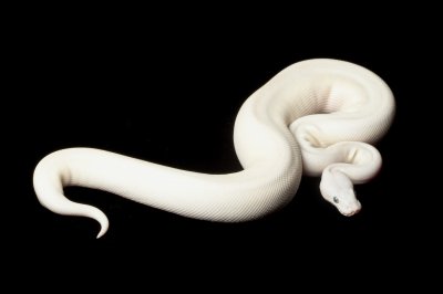 blue eyed leucistic ball python