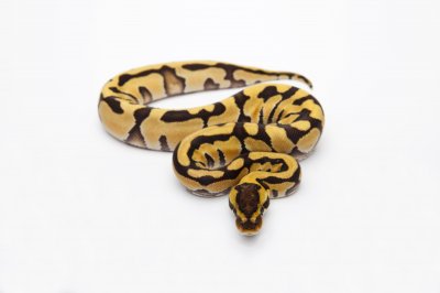 bumblebee ball python