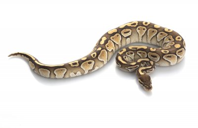 lesser ball python