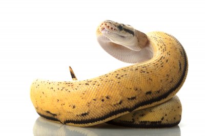 pastel ball python