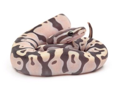 scaleless ball python