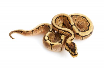 spider ball python