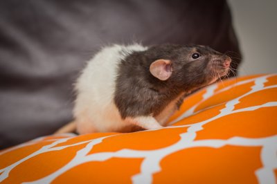 Agouti-colored rex rat