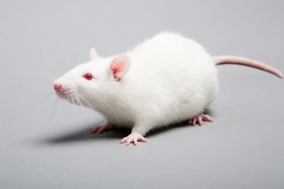 albino rat