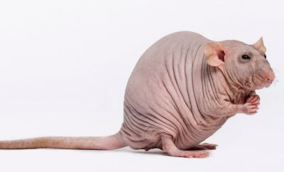 hairless rat