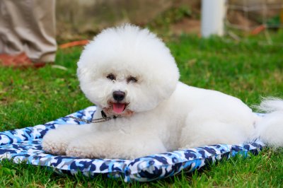 bichon frize