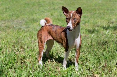 brindle basenji puppy