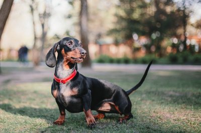 dachshund dog portrait