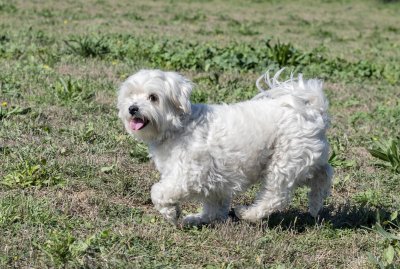 maltese dog in a training
