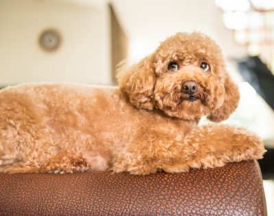 red poodle lying on sofa