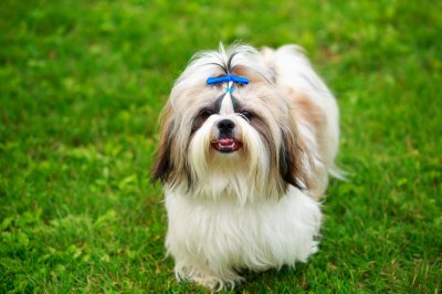 shih tzu