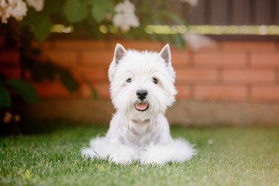 west highland white terrier dog