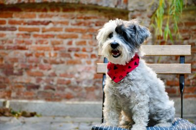 white havanese dog