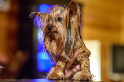 yorkshire terrier with pigtail