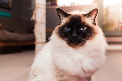 birman cat at home