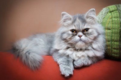 persian cat on the couch