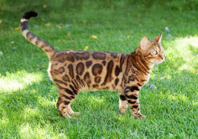 young bengal cat