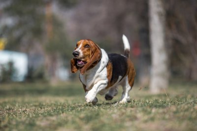 basset hound dog spring