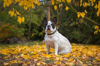 french bulldog in autumnal scenery