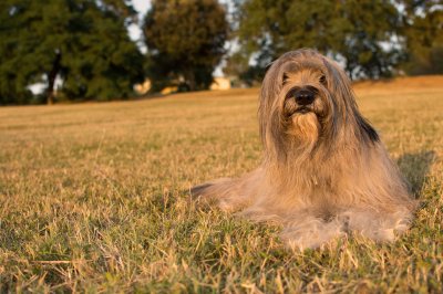 catalonian sheepdog