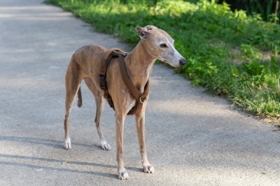 galgo