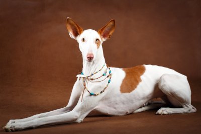 ibizan hound