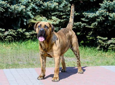 perro de presa canario