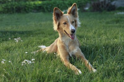 podenco maneto