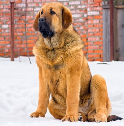 puppy spanish mastiff