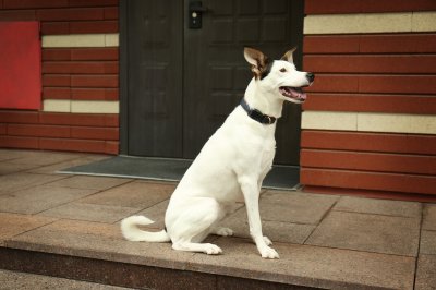 ratonero bodeguero andaluz