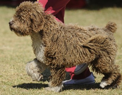 spanish water dog