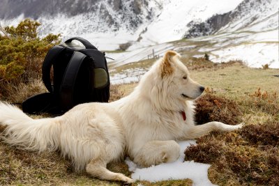 the great pyrenees