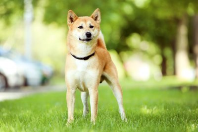 shiba inu dog standing on the grass