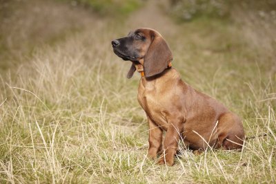 bavarian mountain dog