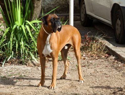 boxer dog