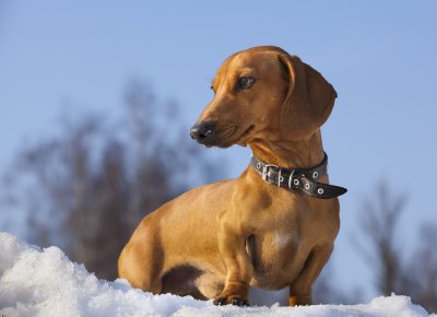 dachshund