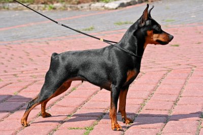 miniature pinscher