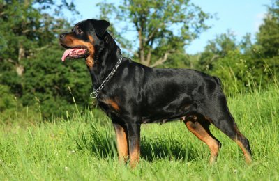 rottweiler