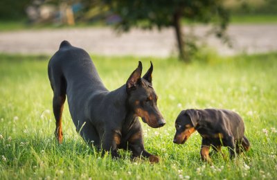 two black dobermans