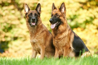 two german shepherd dog