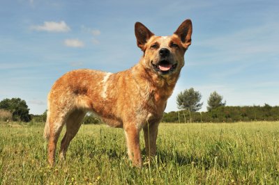 australian cattle dog