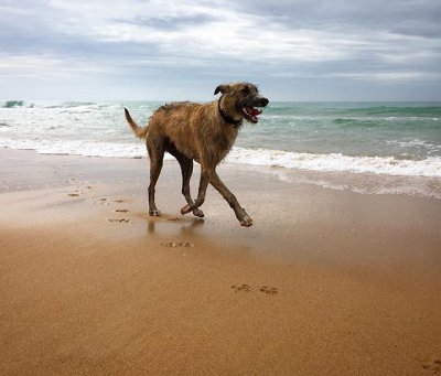 australian staghound