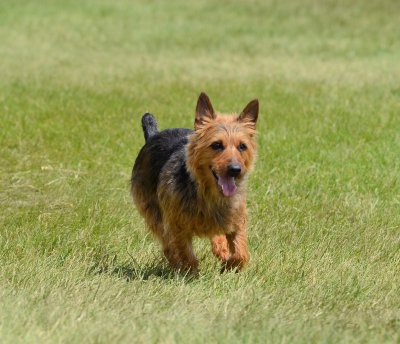 australian terrier