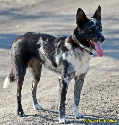 black merle koolie