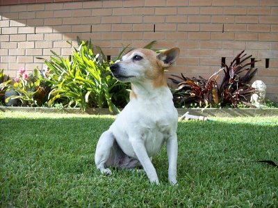 miniature fox terrier