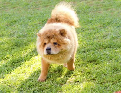 chow chow