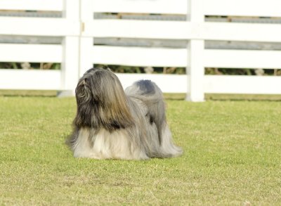 lhasa apso